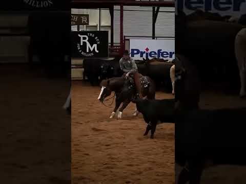 🤠 Bold Cowboy Steals the Show: Cutting Horse Competition Highlights 🐎🔥Horse Whispers, Horse videos,