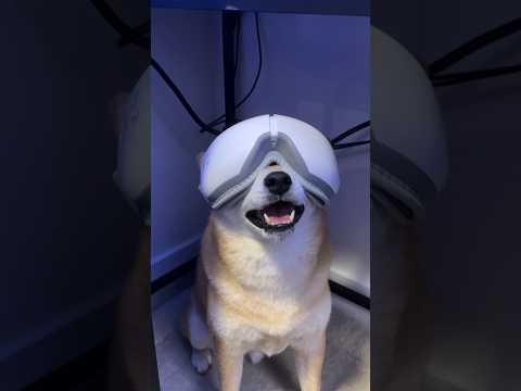 Shiba Tries VR. Catches All The Smoke.