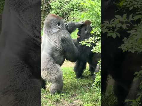 Sibling rivalry by Silverback Gorillas at the Bronx Zoo!