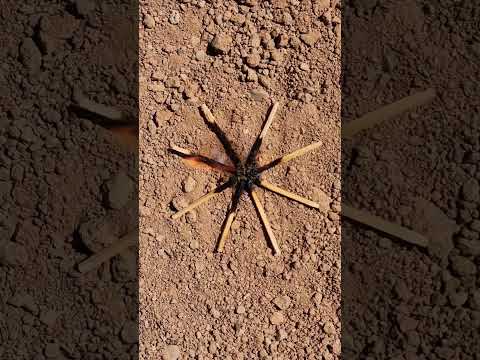 How to make a pet spider?🕷🧨#viralshorts #diy_idea #tricks #experiment