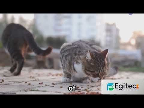 Istanbul Unveiled: A Journey Through History, Culture &amp; Magic.