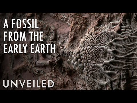 Did Scientists Just Discover The Oldest Fossil Of All Time? | Unveiled